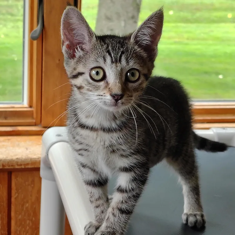 Mimi
