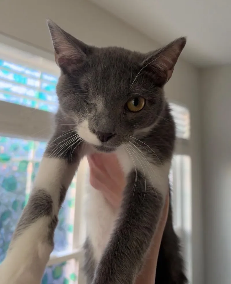 A baby small-sized male Domestic Short Hair cat named Birdie for adoption in warrenville, SC