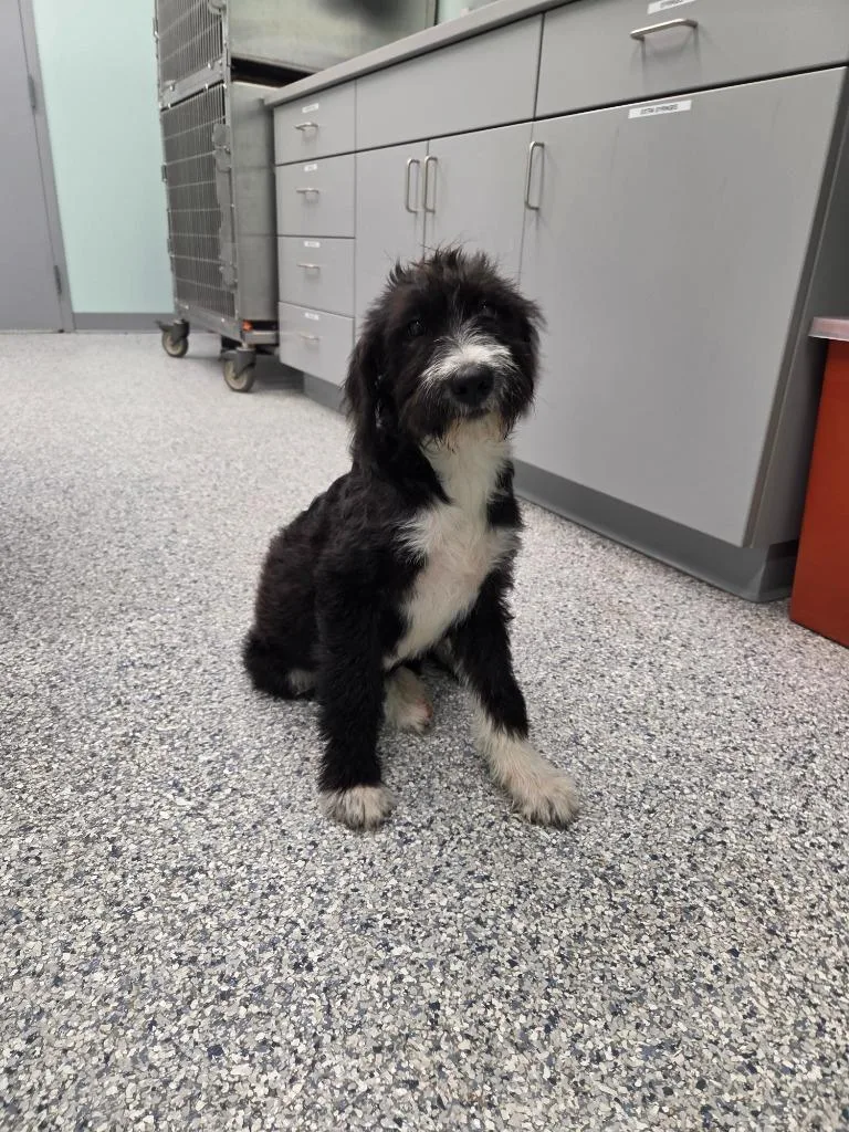 A baby small-sized female Terrier dog named Louise for adoption in Athens, TN