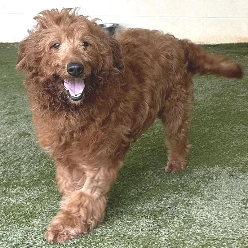 Ginger thumbnail 3