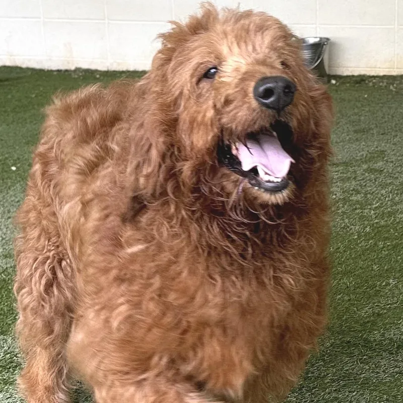 Ginger thumbnail 4