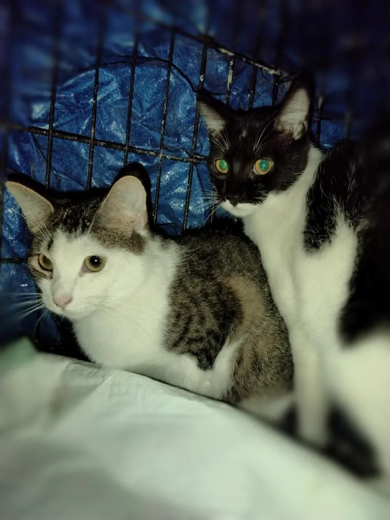 A baby medium-sized male Domestic Short Hair cat named Chrome for adoption in San Pedro, CA