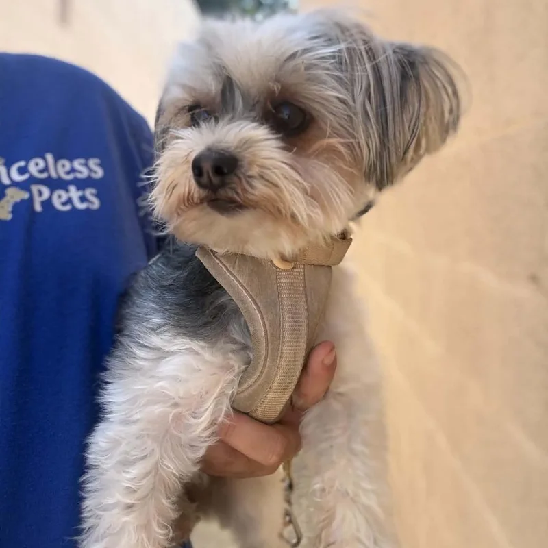 An adult small-sized female Black Yorkshire Terrier dog named Ruby Chino Hills for adoption in Chino Hills, CA