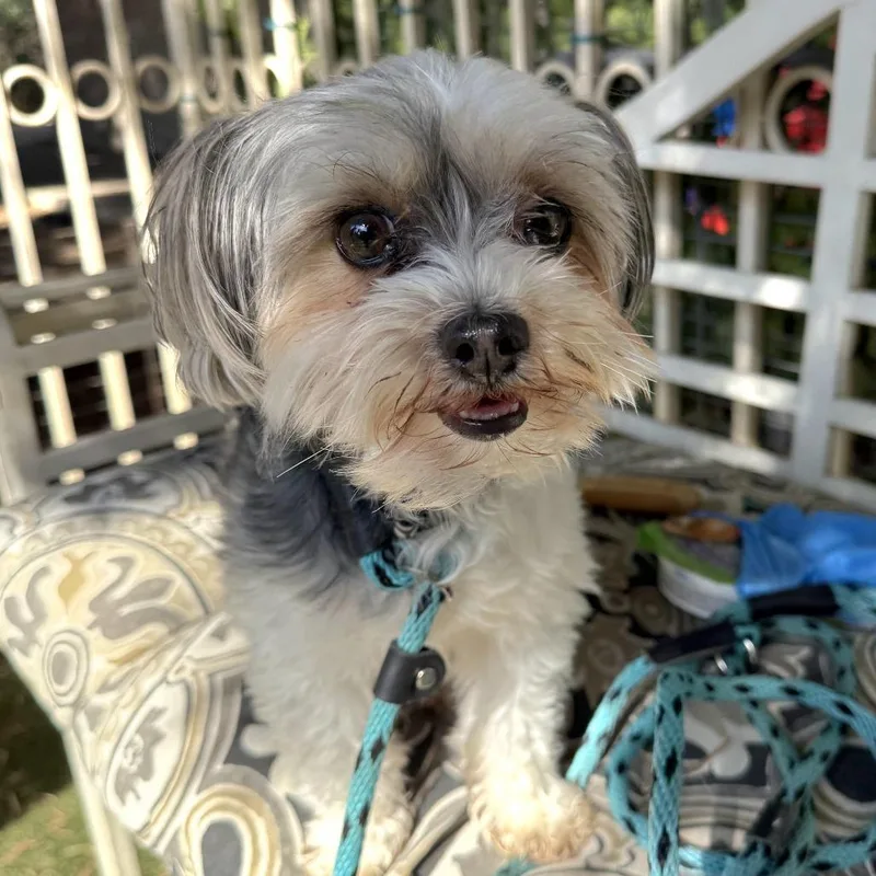 Ruby  Chino Hills thumbnail 2
