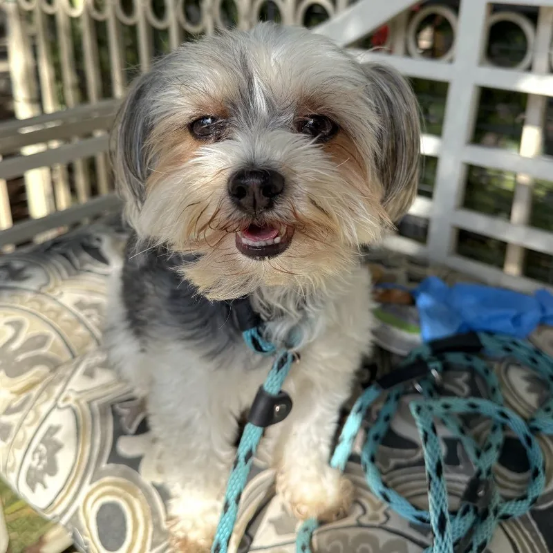Ruby  Chino Hills thumbnail 4