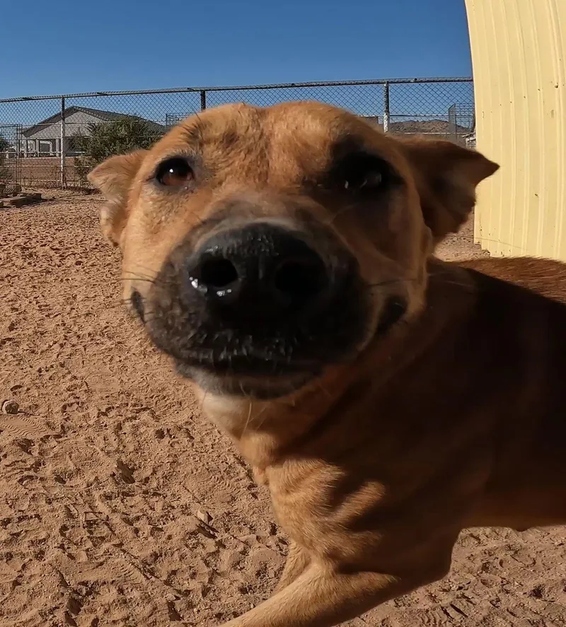 An adult medium-sized female Shepherd dog named Alexi for adoption in Queen Creek, AZ