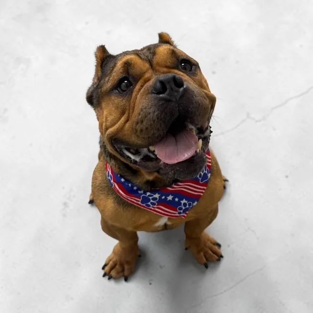 A young medium-sized male Bicolor American Bulldog dog named Thor for adoption in Williston, VT