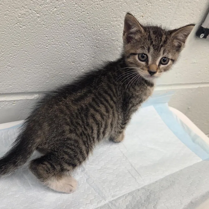 A baby small-sized female Brown / Chocolate Domestic Short Hair cat named Olive Garden for adoption in Chattanooga, TN