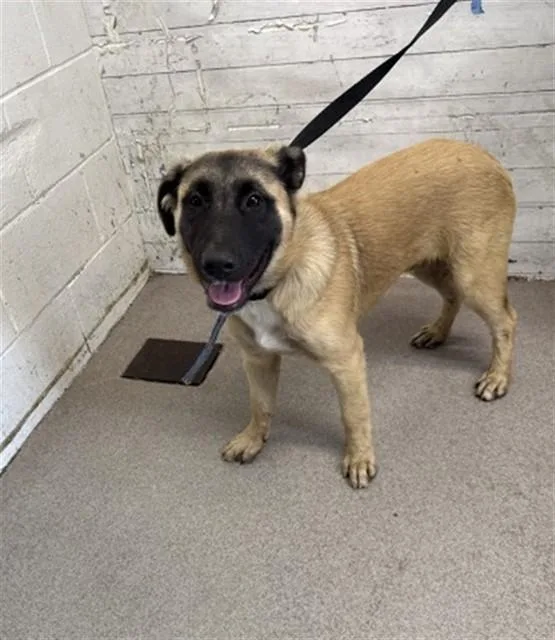 A young small-sized male German Shepherd Dog dog named A for adoption in San Bernardino, CA