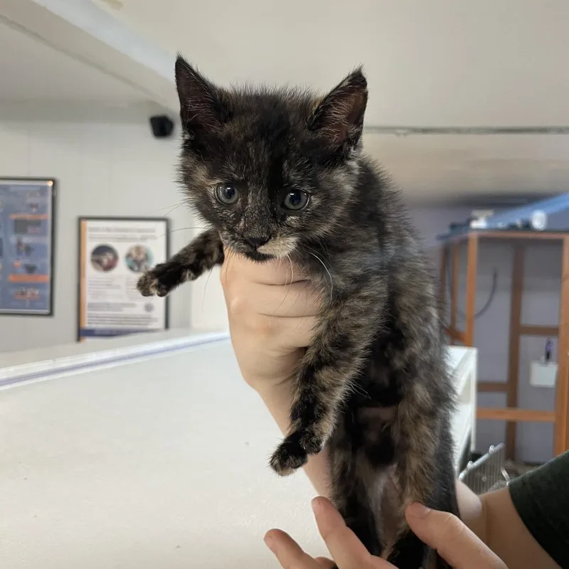 A baby small-sized female Tortoiseshell Domestic Short Hair cat named Birdie for adoption in Madison, WI