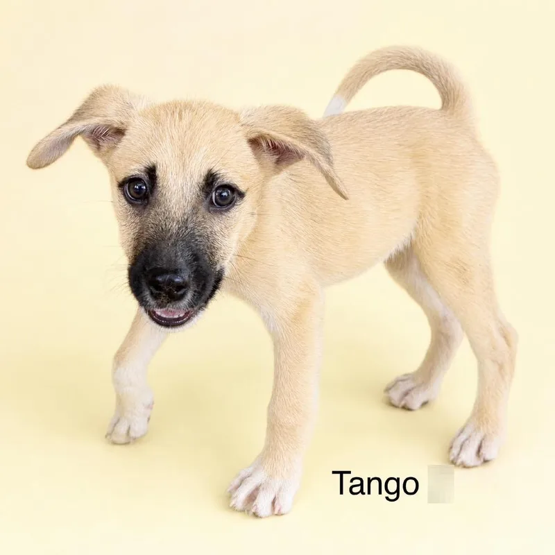 A baby medium-sized male Yellow / Tan / Blond / Fawn Mixed Breed dog named Tango for adoption in Bend, OR