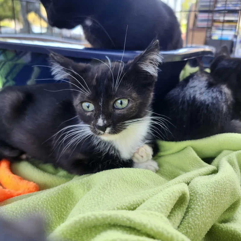 A baby small-sized female Domestic Short Hair cat named Mickey for adoption in Long Beach, CA