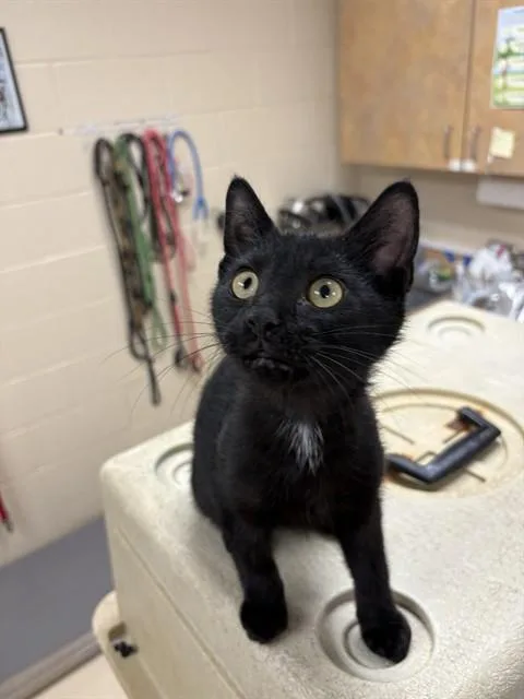 A baby small-sized male Domestic Short Hair cat named Hawkmoth for adoption in Aliquippa, PA