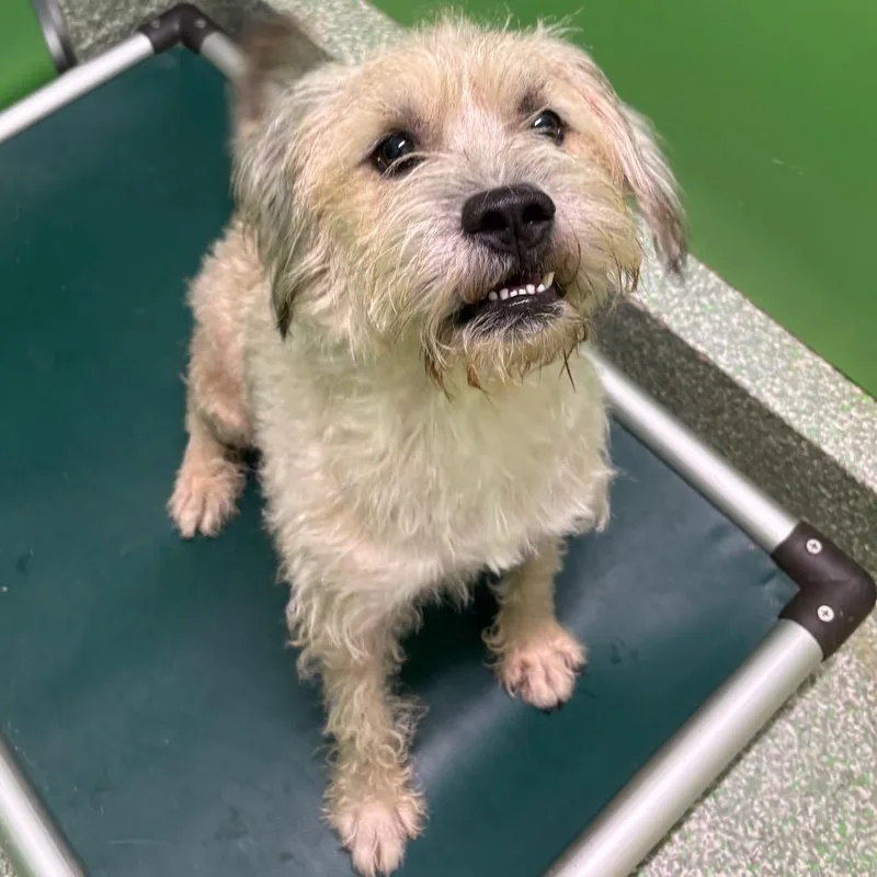 An adult medium-sized male Terrier dog named Sunny for adoption in Calverton, NY