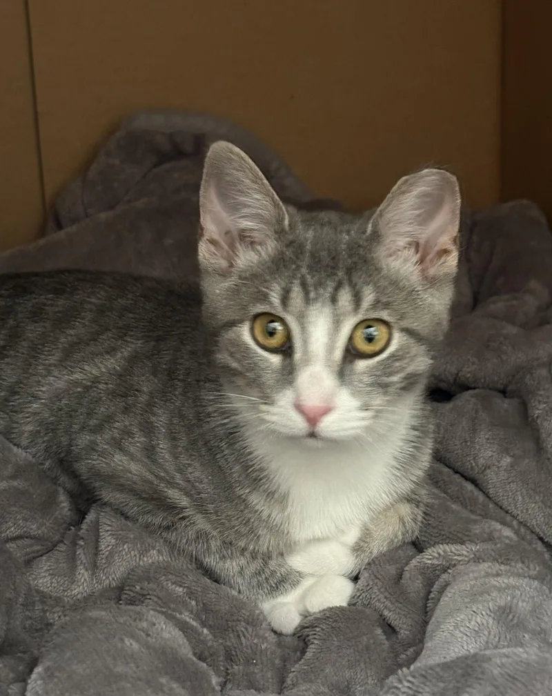 A baby medium-sized female Gray & White Domestic Short Hair cat named Pinky for adoption in Broomall, PA