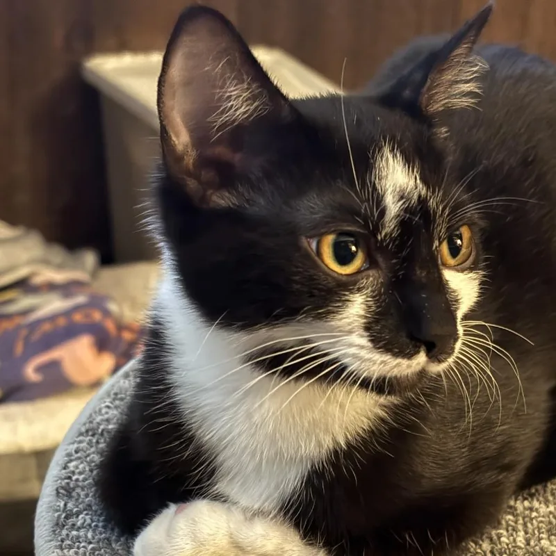 A baby small-sized female Black Domestic Short Hair cat named Shenandoah for adoption in Waynesboro, PA