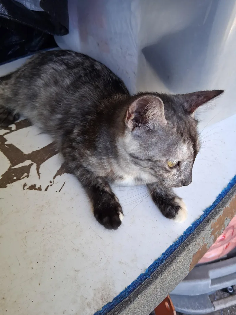 A young medium-sized male Gray & White Domestic Short Hair cat named Marty for adoption in Longwood, FL