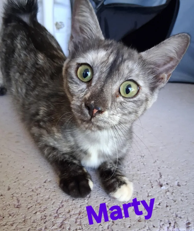 Marty thumbnail 2