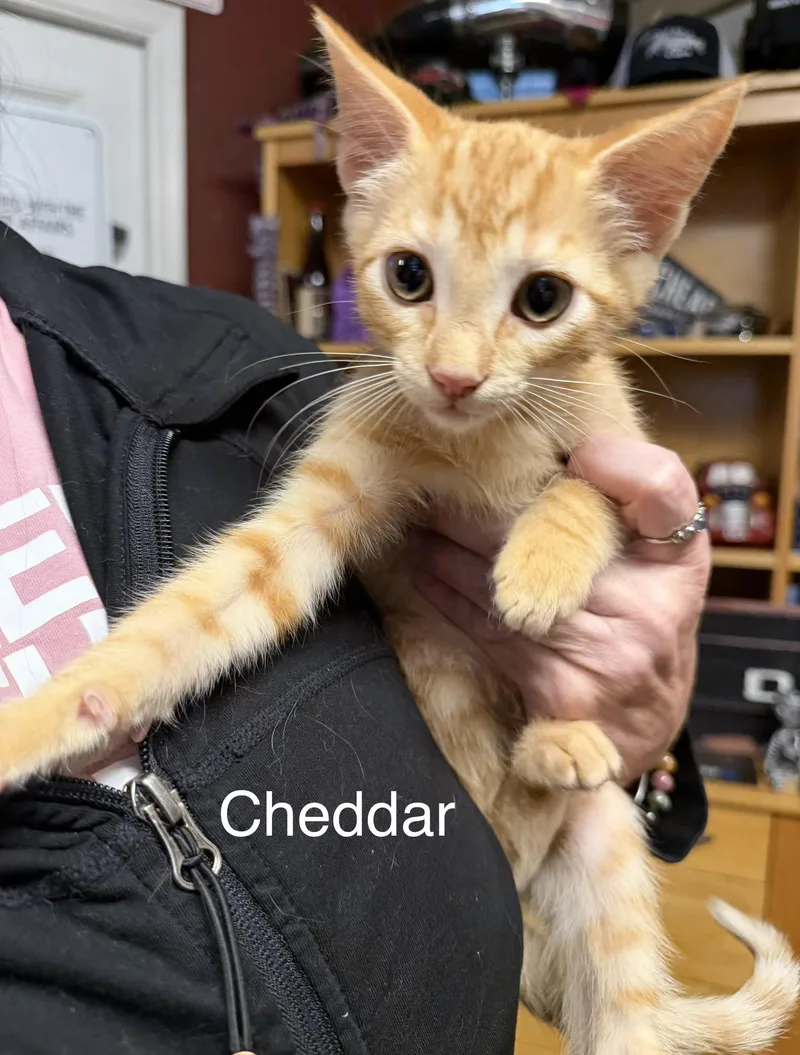 Cheddar