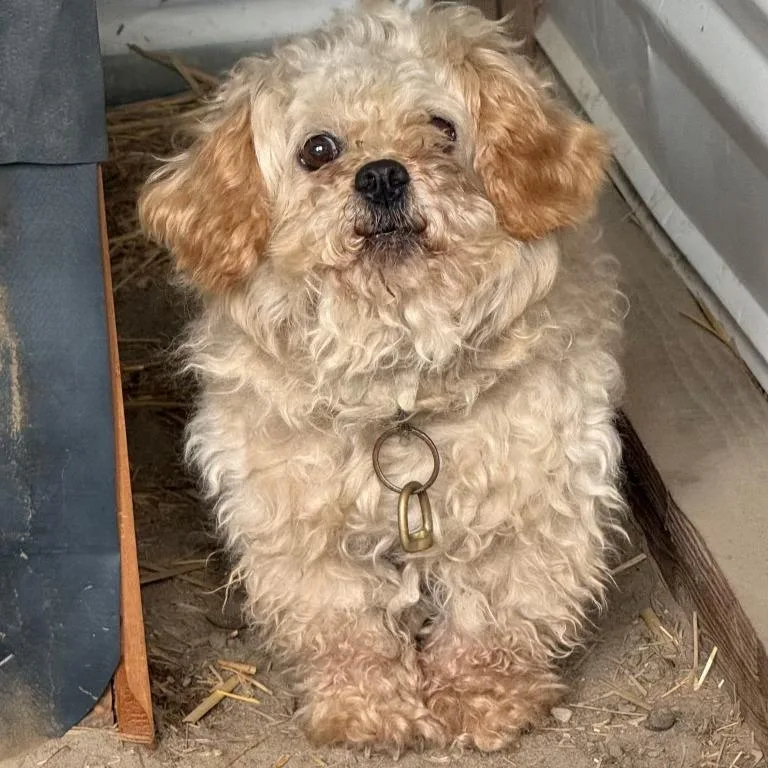 A senior small-sized male Mixed Breed dog named Camone for adoption in Tacoma, WA