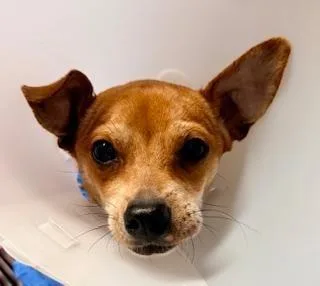 An adult small-sized female Red / Chestnut / Orange Chihuahua dog named Lady for adoption in Winter Haven, FL