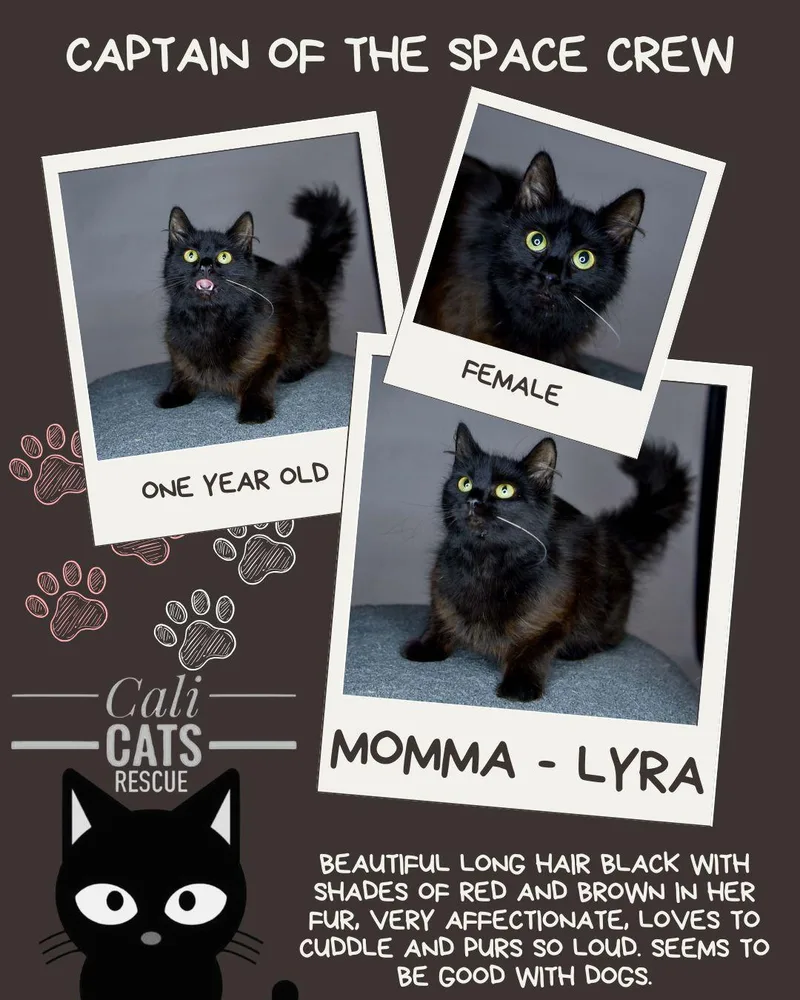 Lyra