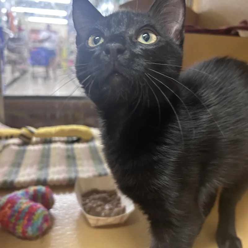 A baby medium-sized male Black Domestic Short Hair cat named Miles and Shadow for adoption in Worcester, MA