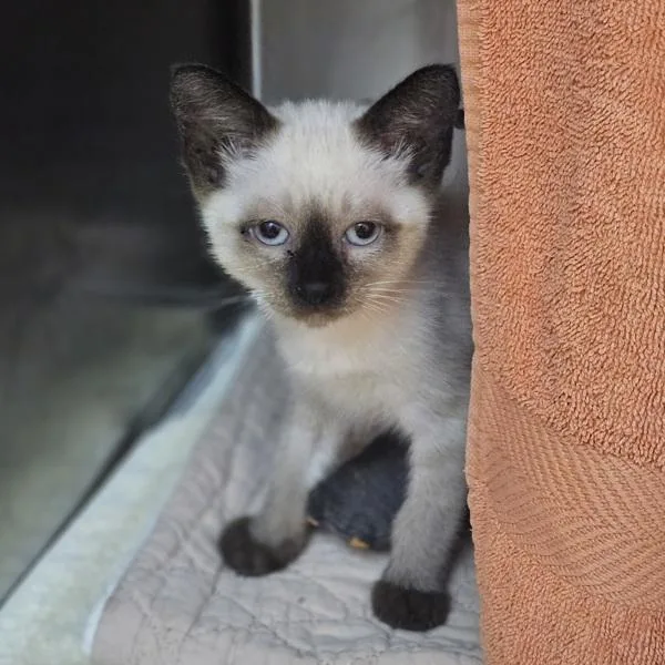 A baby medium-sized female Domestic Short Hair cat named Hilary Duff for adoption in Dublin, CA