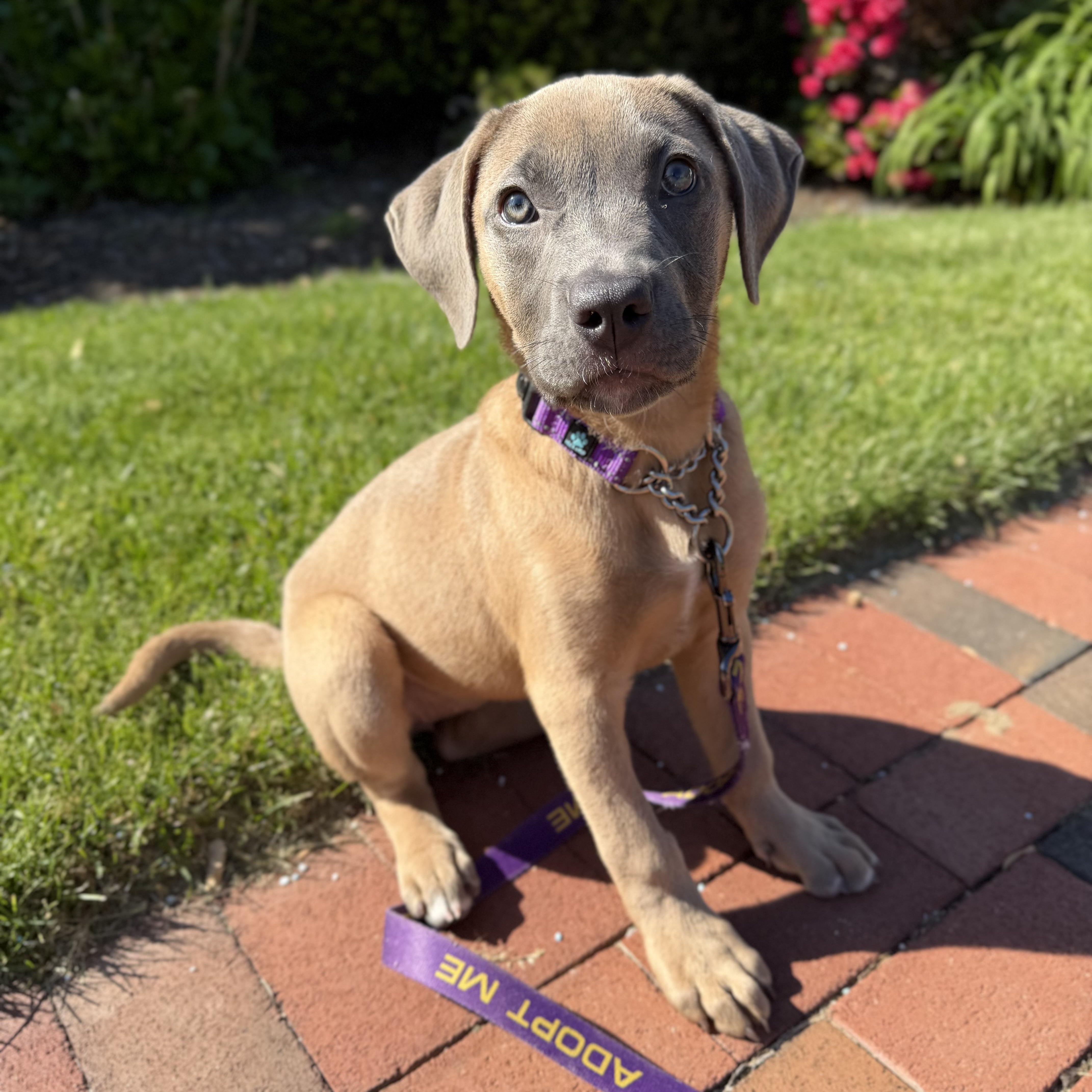 A baby large-sized female Gray / Blue / Silver Mixed Breed dog named Cheerio for adoption in Yaphank, NY