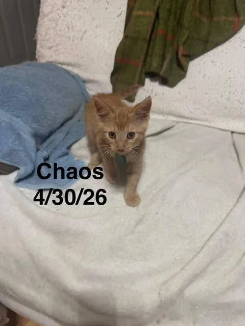 A baby medium-sized male Domestic Short Hair cat named Chaos for adoption in Zimmerman, MN