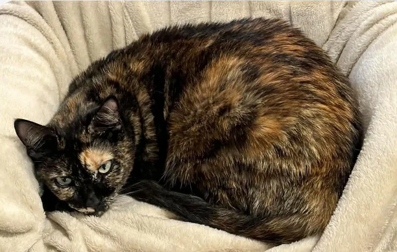 An adult medium-sized female Domestic Short Hair cat named Rose for adoption in Olyphant, PA