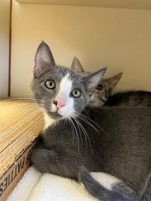 A baby small-sized male Domestic Short Hair cat named Ralphie for adoption in Blythe, CA