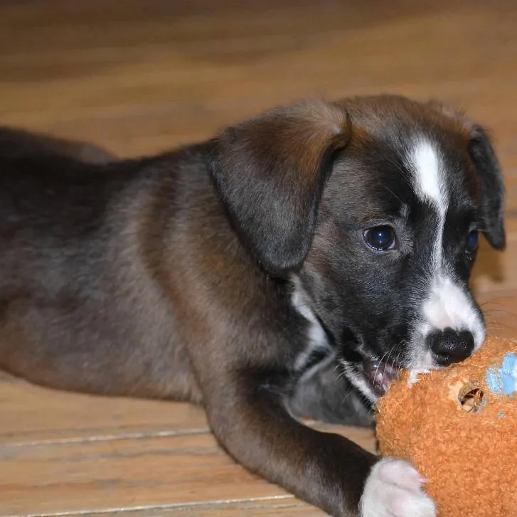 A baby medium-sized female Brown / Chocolate Mixed Breed dog named Hershey for adoption in Joliet, IL