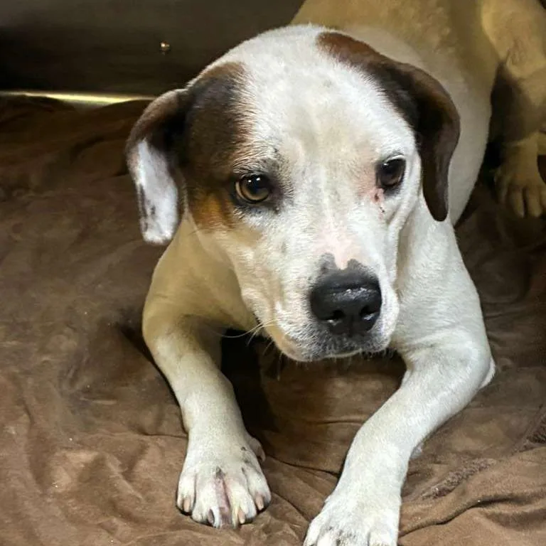 An adult medium-sized female White / Cream Mixed Breed dog named Loxley for adoption in Gadsden, AL