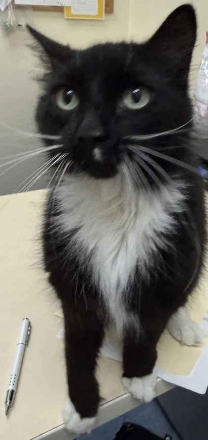 An adult medium-sized female Black & White / Tuxedo Domestic Medium Hair cat named Nancy for adoption in Charleston, SC
