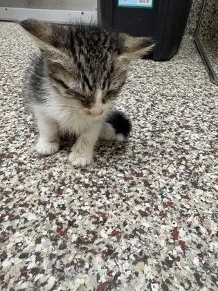 A baby small-sized female Domestic Short Hair cat named Birdie for adoption in Westland, MI