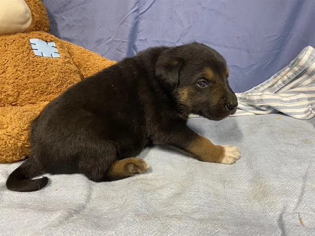 A baby small-sized female Australian Cattle Dog / Blue Heeler dog named Rose for adoption in Modesto, CA