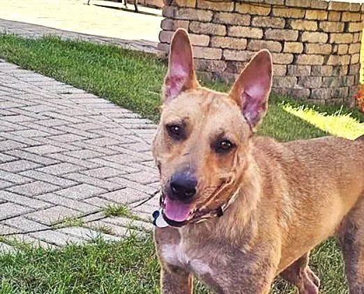 A young medium-sized female Shepherd dog named Ginny for adoption in Plainfield, IL
