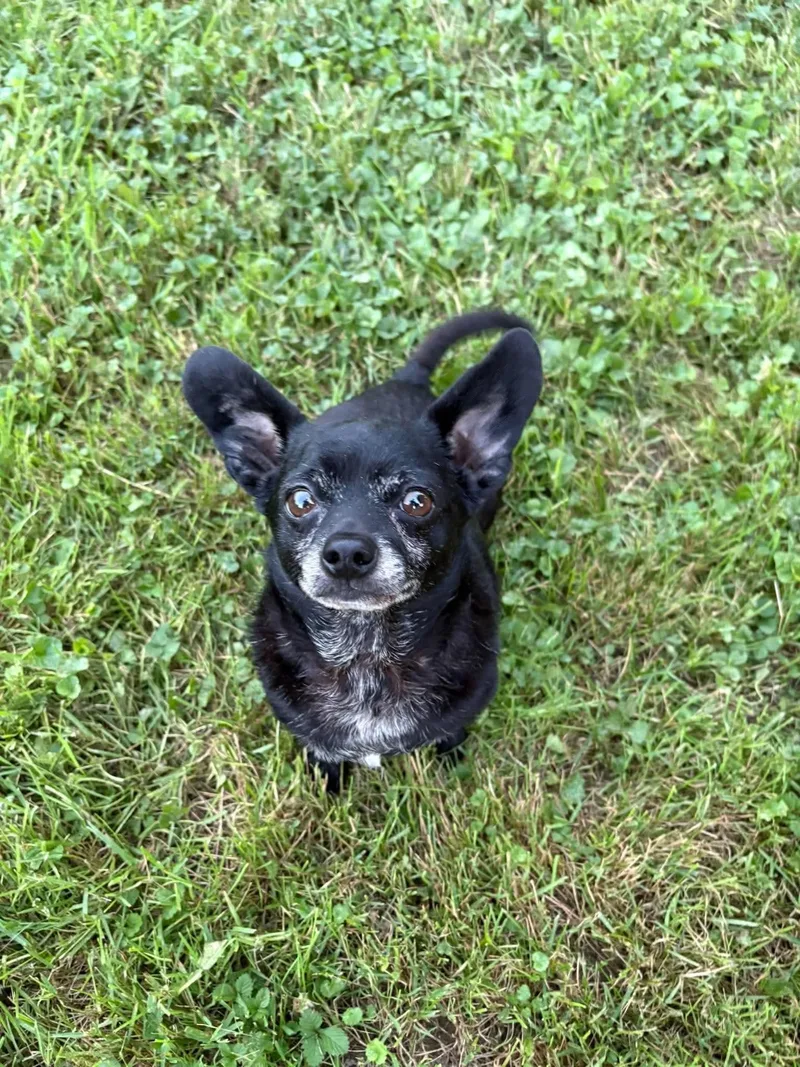 An adult small-sized male Black Chihuahua dog named Ender sweet tiny guy for adoption in RUSSIAVILLE, IN