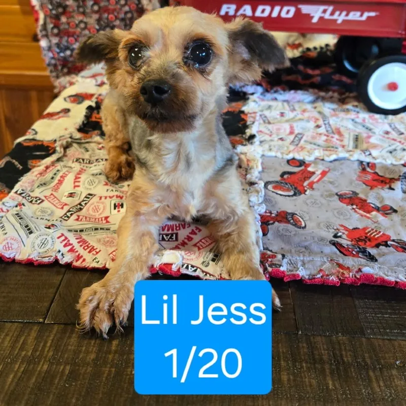 Lil Jess thumbnail 3