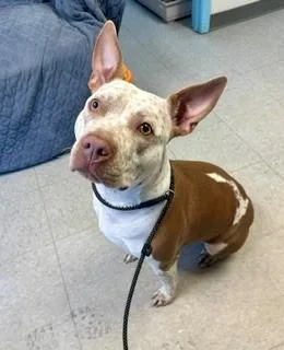 An adult medium-sized female Red / Chestnut / Orange Mixed Breed dog named Maisie for adoption in Parsippany, NJ