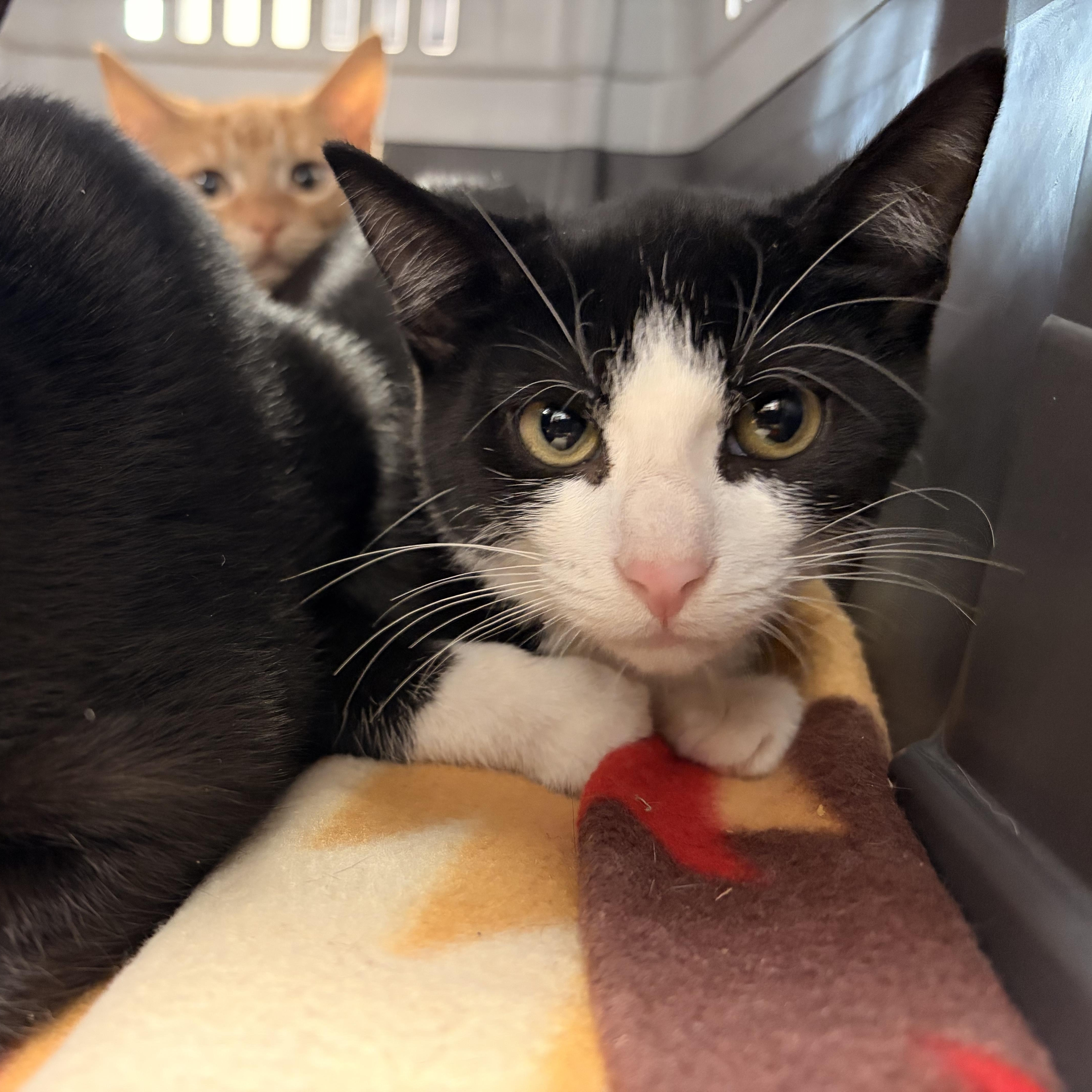 A baby small-sized male Black & White / Tuxedo Domestic Short Hair cat named Huey for adoption in Saint Charles, MO