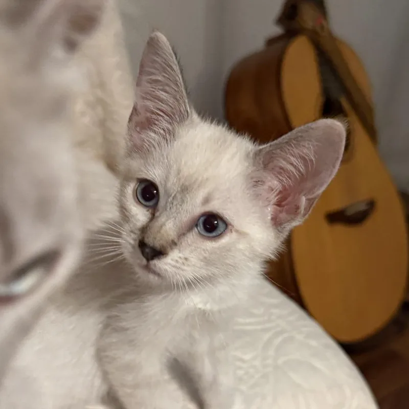A baby small-sized female White Domestic Short Hair cat named Fairlight for adoption in Long Beach, CA