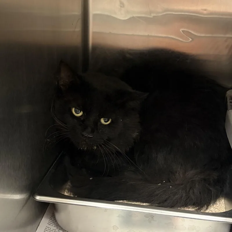A young small-sized male Black Domestic Medium Hair cat named Jet KCAC . for adoption in Kerrville, TX