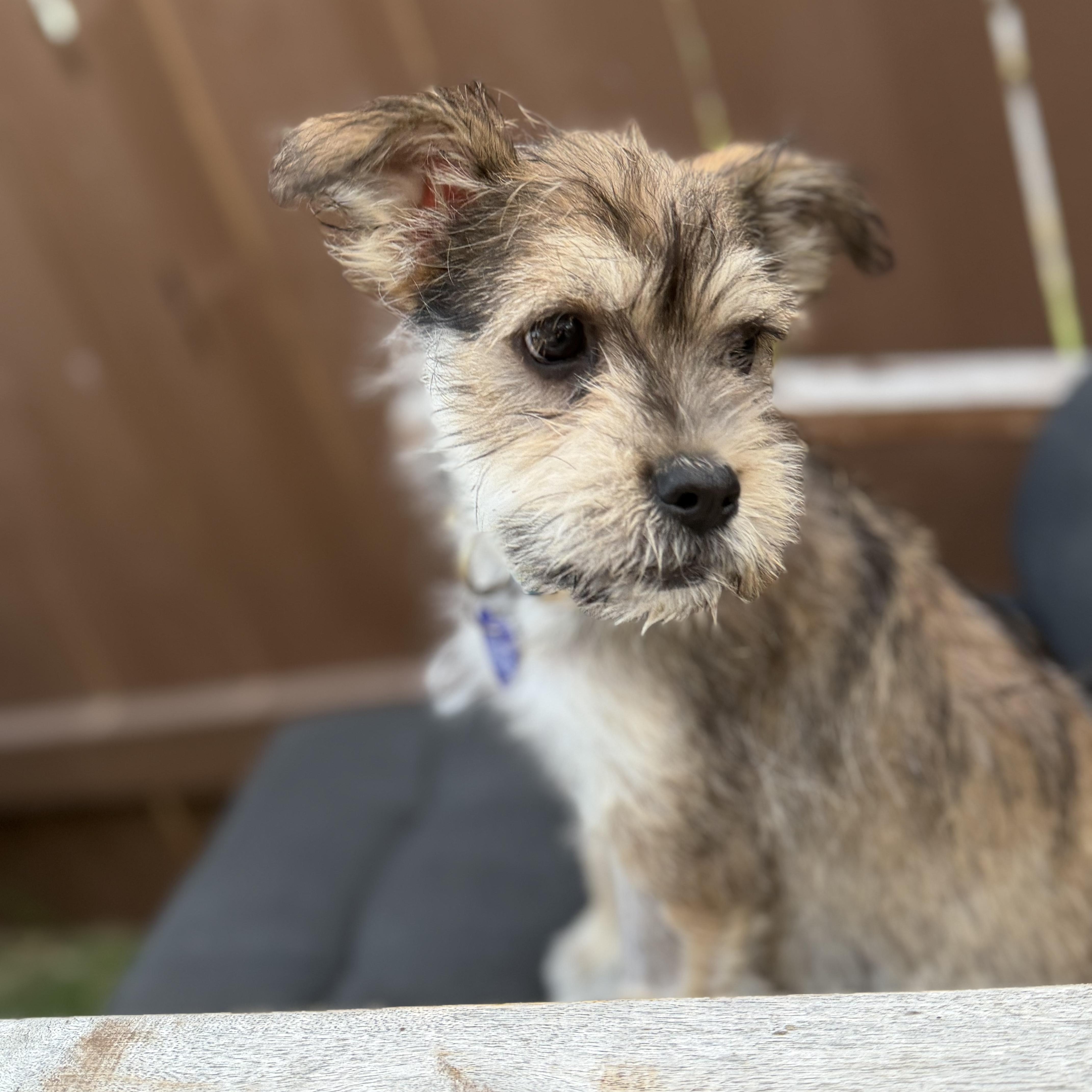 A baby medium-sized female Mixed Breed dog named Espi for adoption in Los Angeles, CA