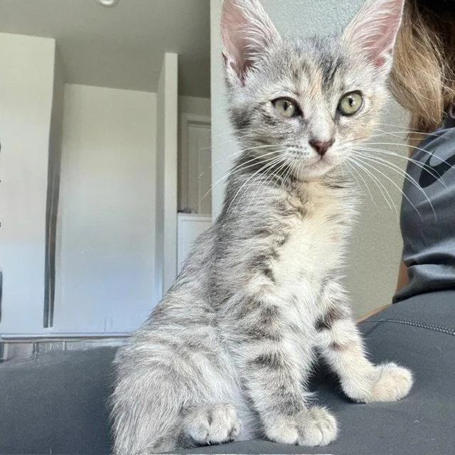 A baby small-sized female Gray / Blue / Silver Domestic Short Hair cat named Earl Grey for adoption in Woodland, CA