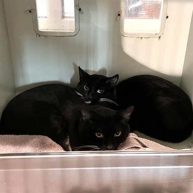 A young medium-sized male Domestic Short Hair cat named Gorilla for adoption in Methuen, MA