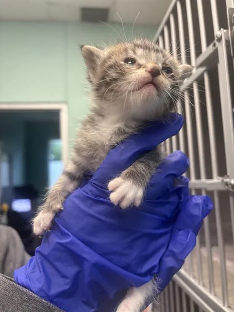 A baby large-sized male Domestic Short Hair cat named Jimbei for adoption in Dallas, TX