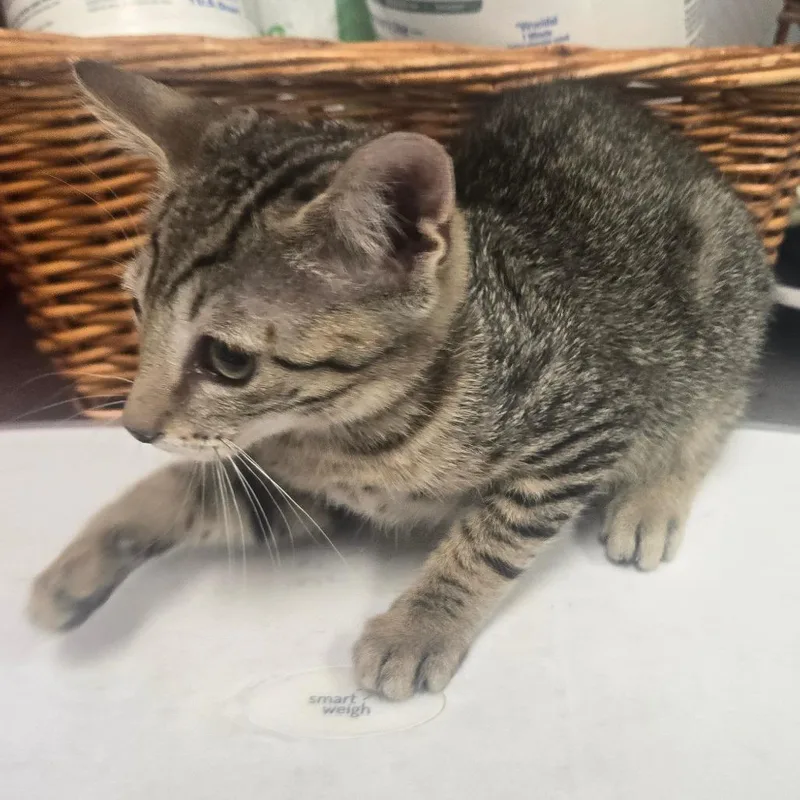 A baby small-sized female Gray / Blue / Silver Domestic Short Hair cat named Veto for adoption in Milton, FL