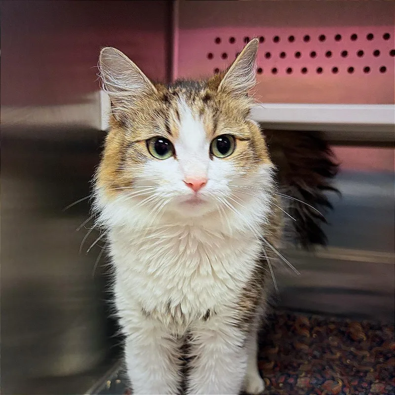 An adult small-sized female Brown / Chocolate Domestic Medium Hair cat named Jeneve for adoption in Hannibal, MO